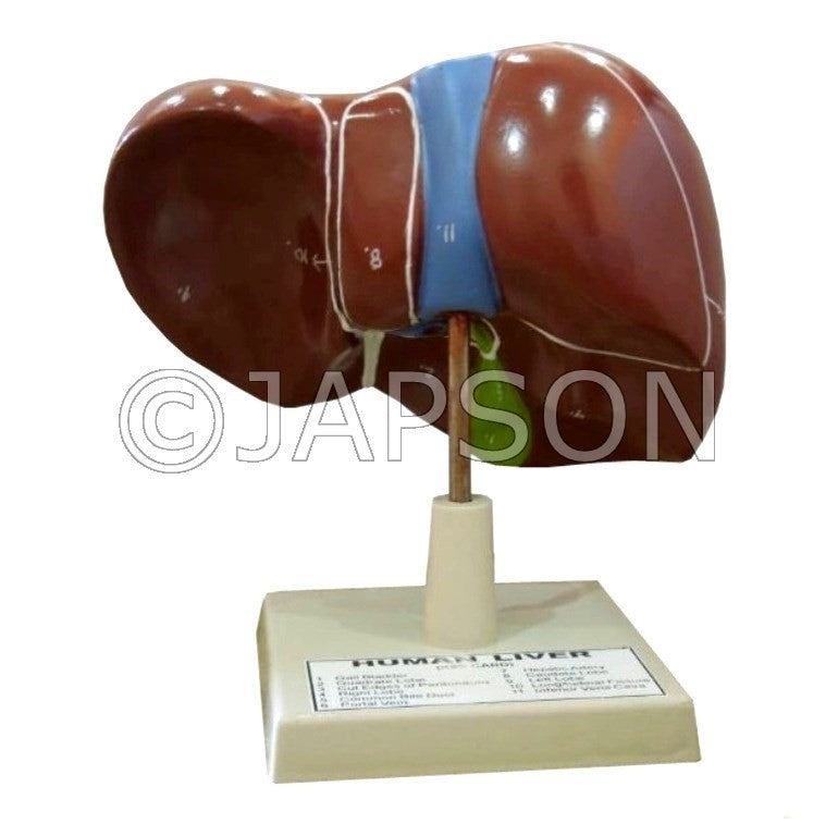 Human Model - Liver, on Stand, Big Human Model - Liver, on Stand, Big